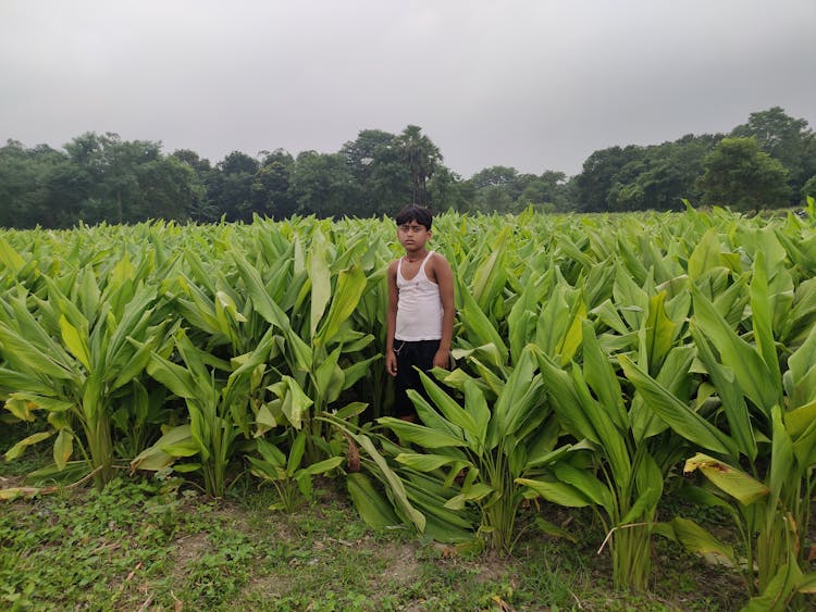 A Boy In The Turmeric Plantation Field