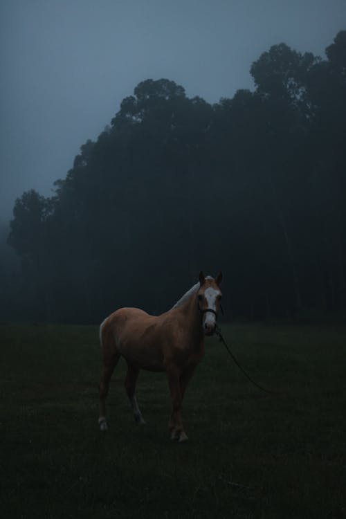 Foto profissional grátis de campo, cavalo, cavalo castanho