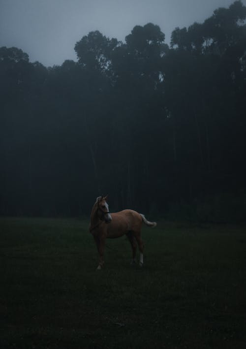 棕色的马, 草地, 霧 的 免费素材图片