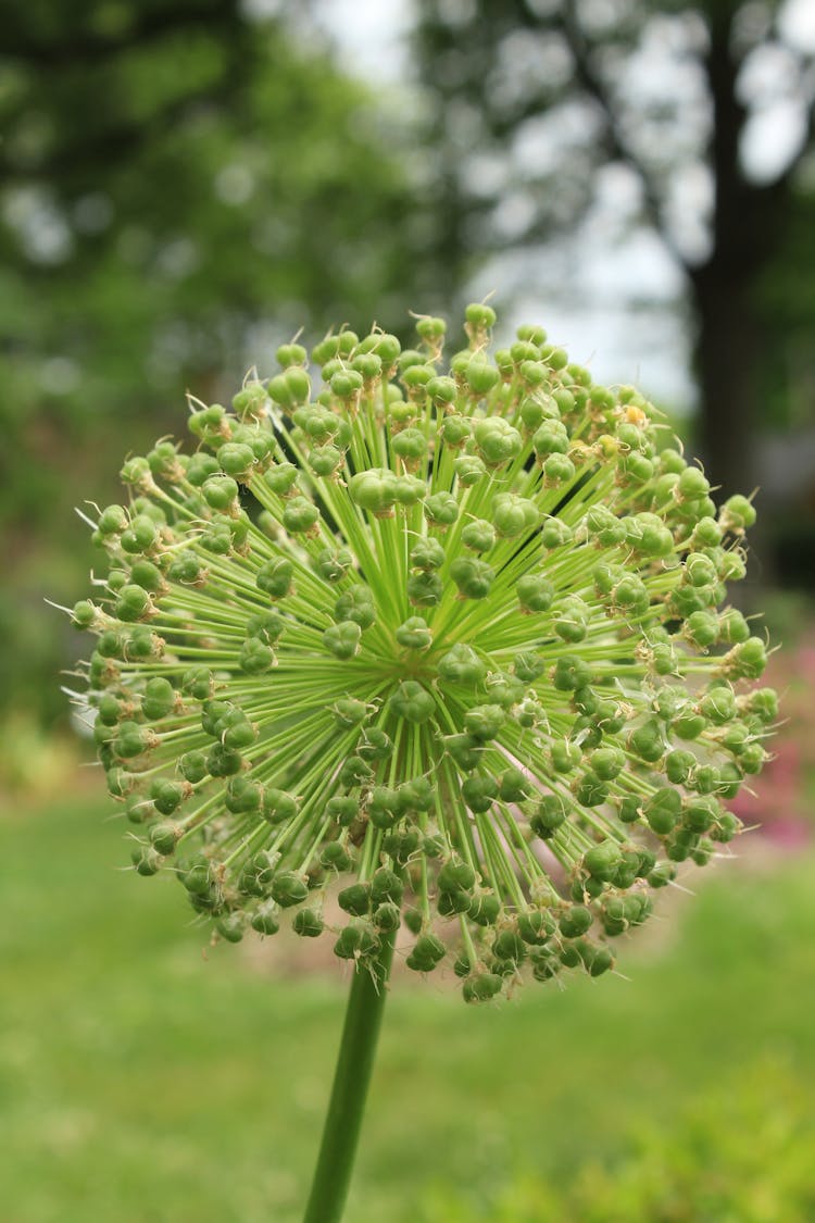 Close-Up Shot Of An Allium