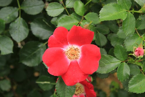 Close-Up Shot of a Red Flower in Bloom