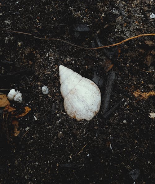 Darmowe zdjęcie z galerii z brud, gleba, muszla
