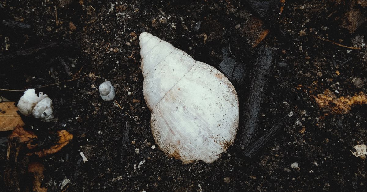 Close-Up Shot of a White Shell on the Soil · Free Stock Photo