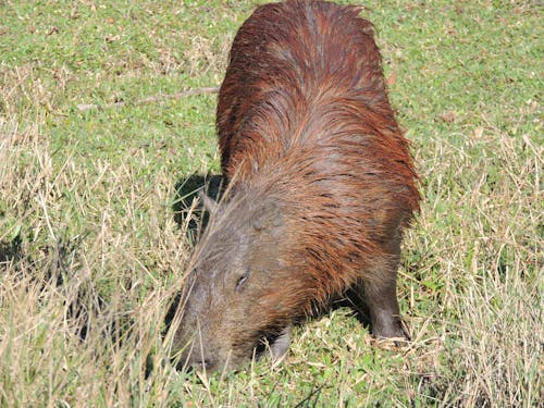 Gratis stockfoto met capivara, natuurfotografie, wild dier