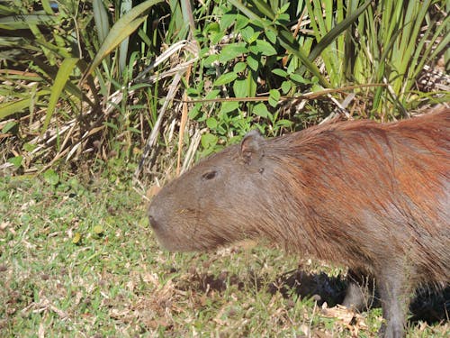 Gratis stockfoto met capivara, dieren in het wild, natuurfotografie