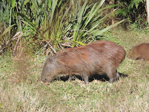 Gratis stockfoto met capivara, natuurfotografie, wild dier