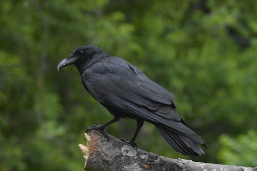 Immagine gratuita di becco, corvus brachyrhynchos, esterno