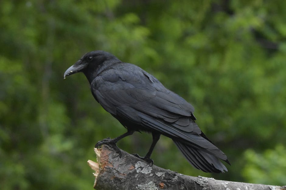 Black Crow on Gray Rock