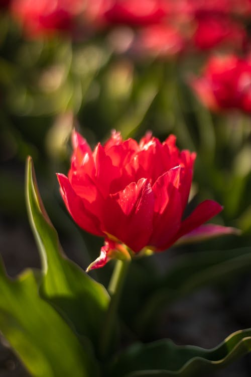 Close-Up Shot of Red Flowers in Bloom