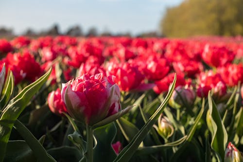 Close-Up Shot of Red Flowers in Bloom