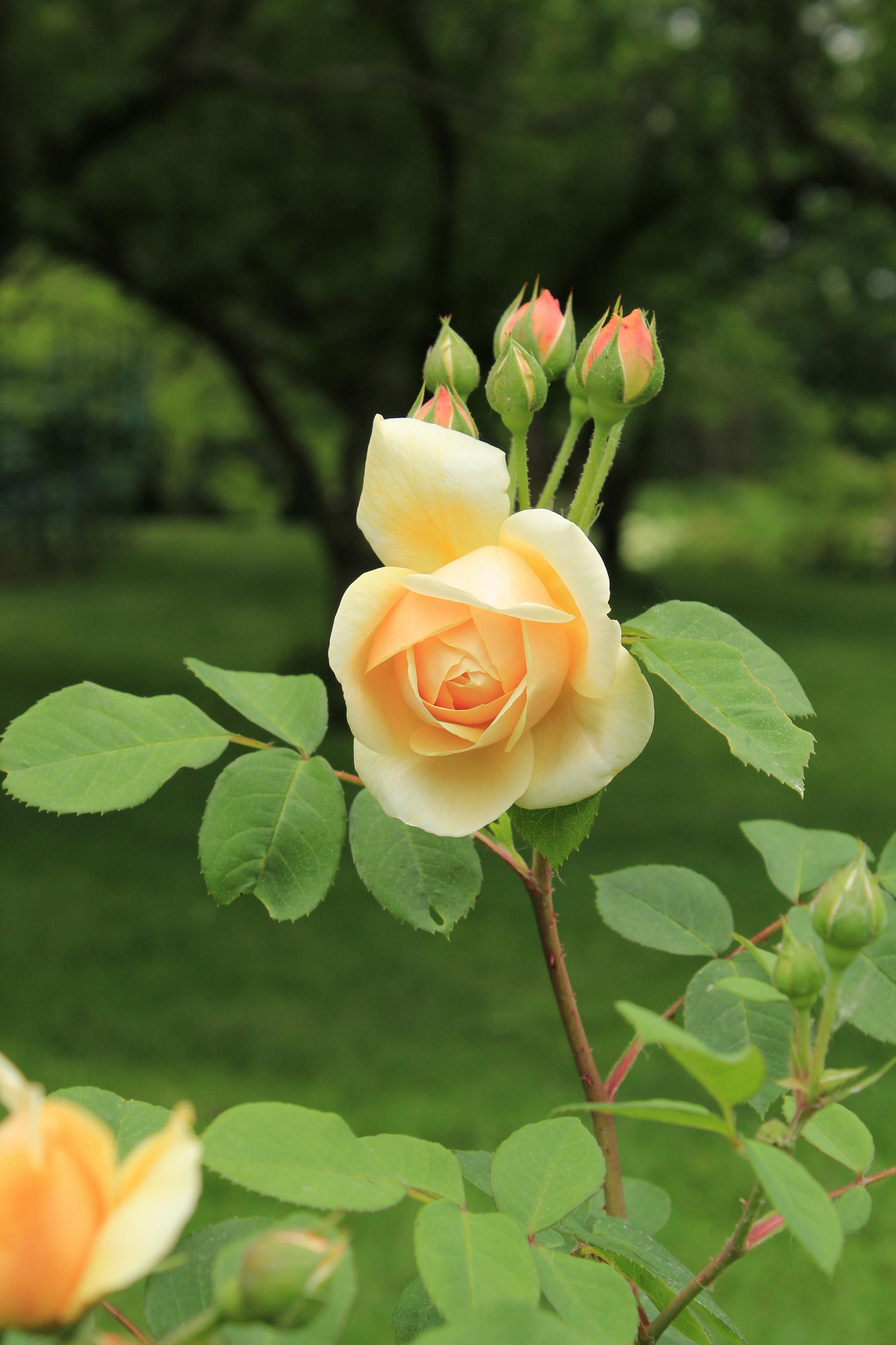 Yellow Rose Flower in Bloom · Free Stock Photo, image size:3456x5184