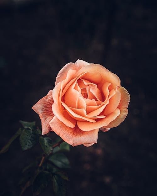 Imagine de stoc gratuită din flori, trandafiri
