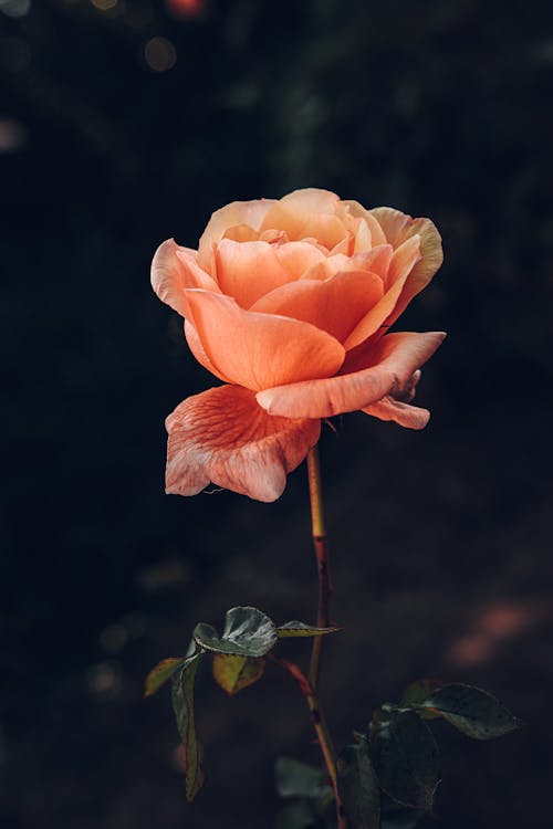 orange rose flower wallpaper