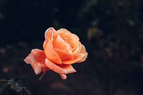 Close-Up Shot of an Orange Rose in Bloom