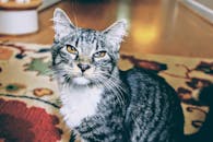 一只虎斑猫的特写镜头，它坐在带有图案的地毯上，长着引人注目的黄眼睛