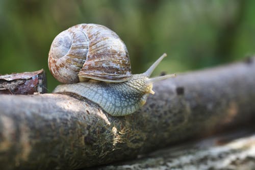 Close-up Shot of a Snail
