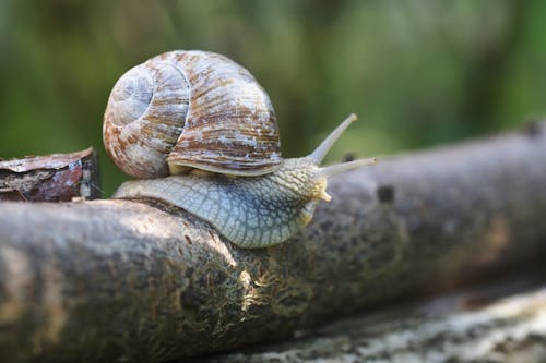 Ingyenes stockfotó állat, állatfotók, csiga témában