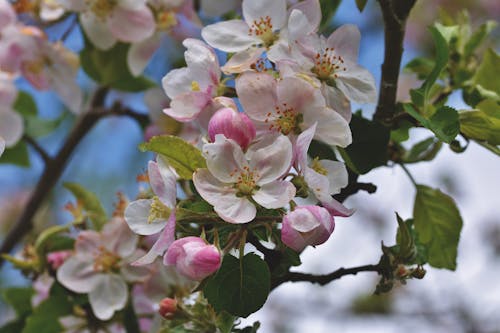 Free stock photo of apple blossom, apple tree, blooming tree