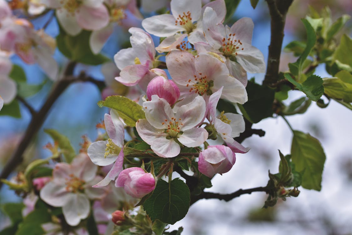 Free stock photo of apple blossom, apple tree, blooming tree