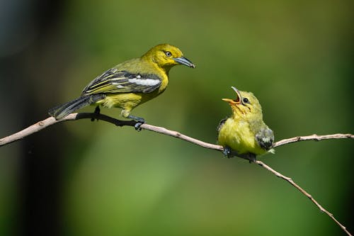 Immagine gratuita di animali, avvicinamento, bambino