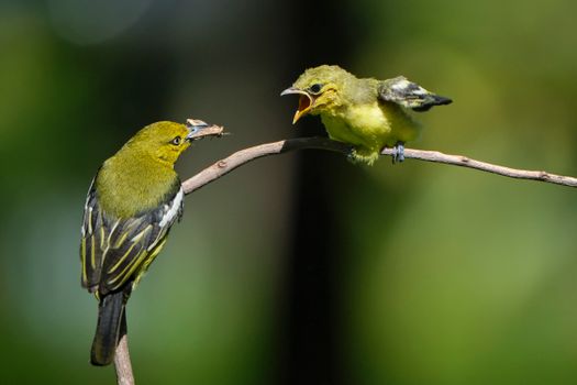 Bird Perching on the Branch and Feeding its Fledgling