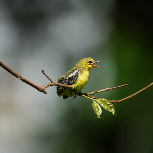 Free A vivid green bird sings while perched on a tree branch in natural sunlight. Stock Photo