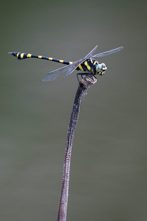 Foto profissional grátis de animais selvagens, animal, clubtail comum