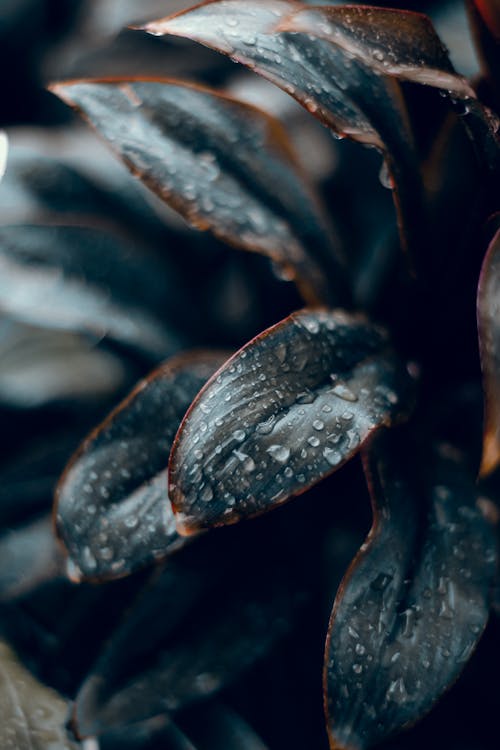 Close-Up Shot of Wet Leaves