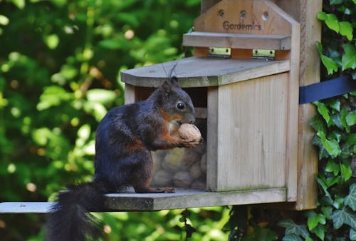 Free stock photo of nut, rodent, squirrel