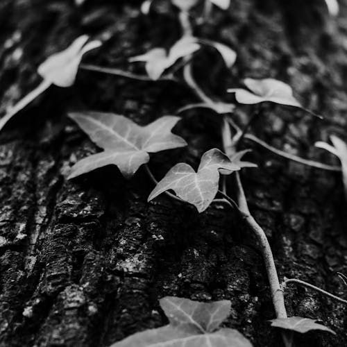 Grayscale Photo of Devil's Ivy Plant