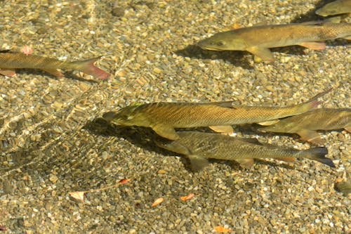 Free stock photo of aquatic animals, brook, clear water