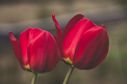 免费 两朵红色的花的浅焦点摄影 素材图片