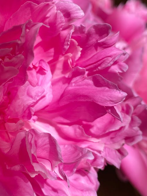 Closeup of blossoming pink flower with wavy gentle petals and pleasant scent on sunny day