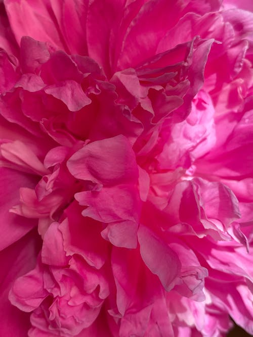 Blossoming peony with curved tender petals and pleasant aroma