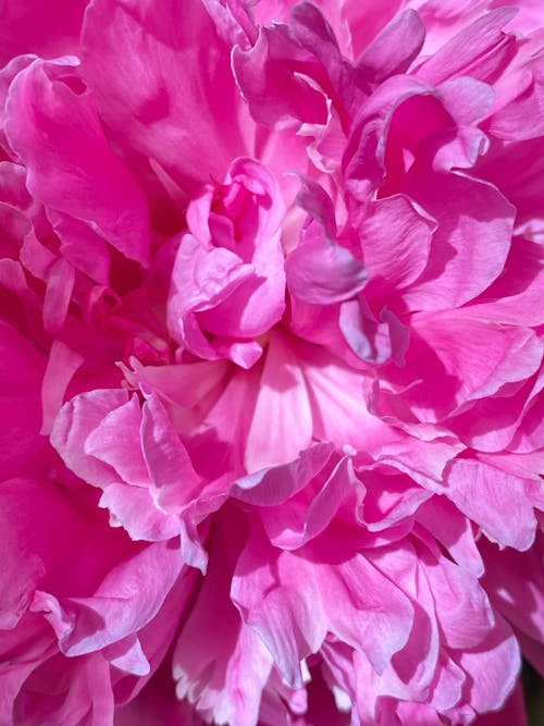 Closeup background of blooming pink flower with wavy gentle petals with pleasant scent in sunlight