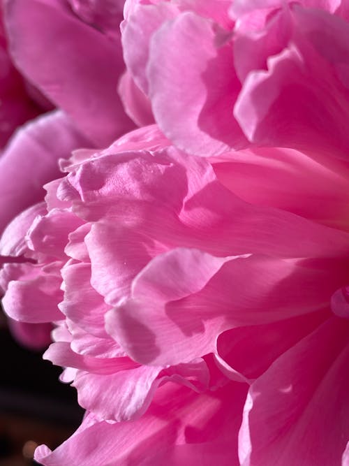 Free Closeup of blossoming flower with tender pink petals with pleasant aroma on sunny day Stock Photo