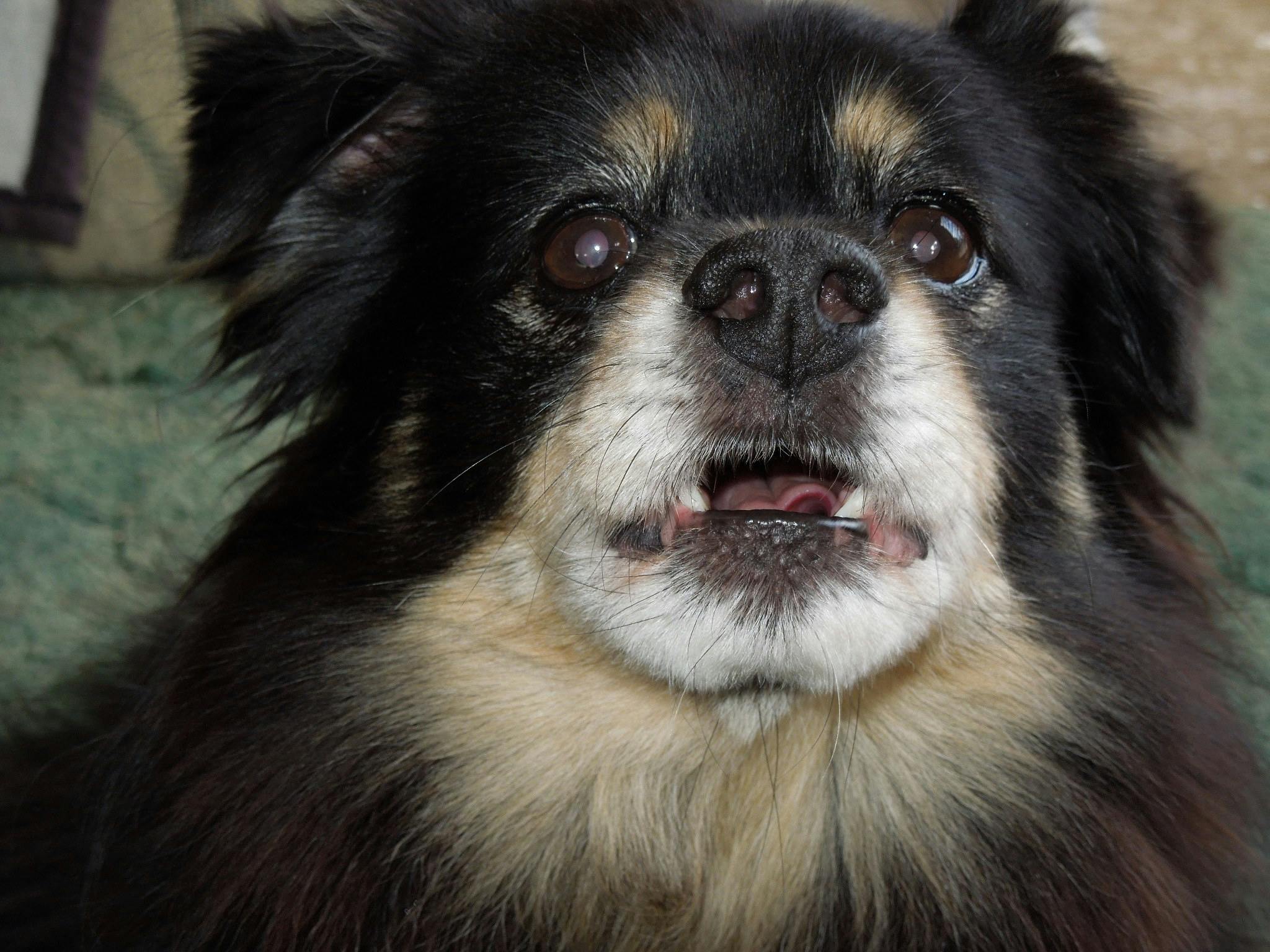 Foto Stok Gratis Tentang Anjing Menggonggong Charlie Puppy