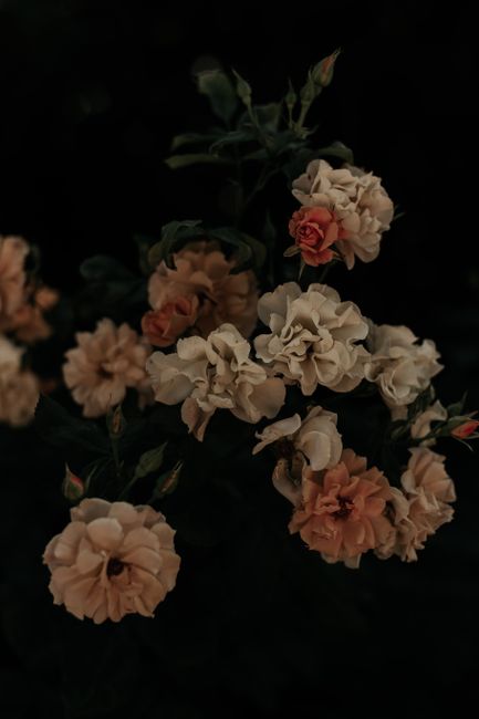 A dark, artistic close-up of blooming carnation flowers in a garden setting.