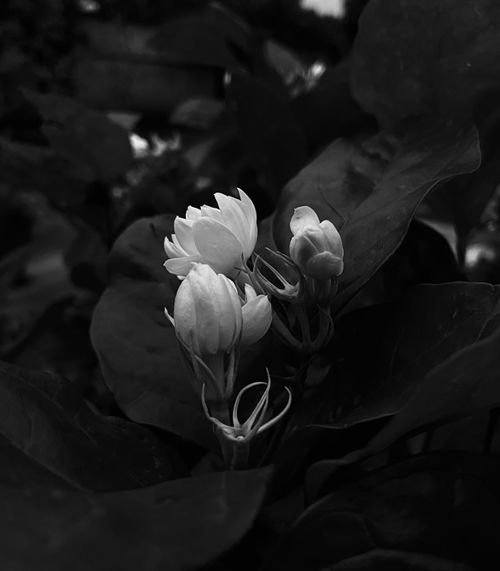 Free Elegant magnolia blossoms captured in monochrome, highlighting natural beauty. Stock Photo