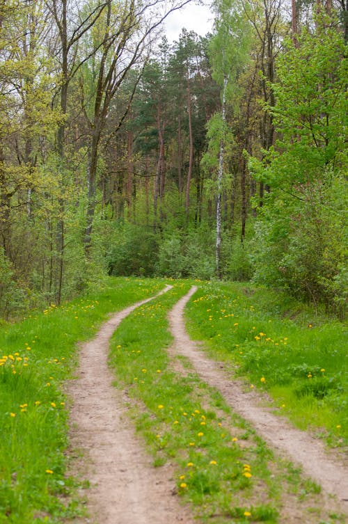Dirt Road in a Forest 