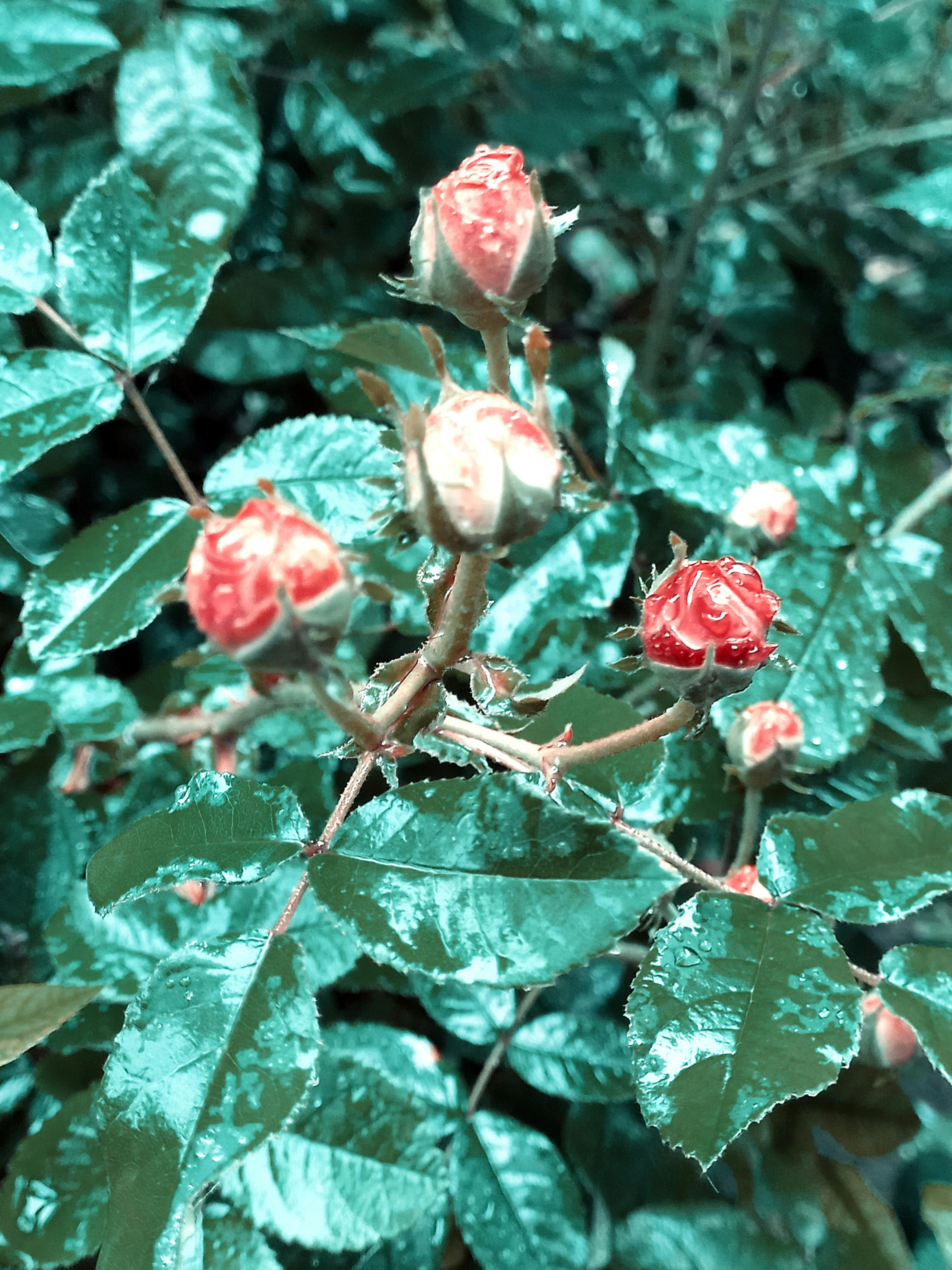 Mediterranean baked fish with tomatoes, lemon, and olives in a pan