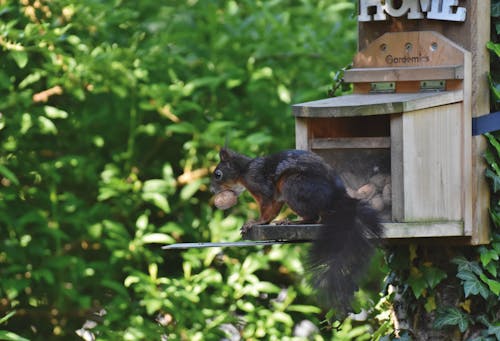 Free stock photo of nut, rodent, squirrel