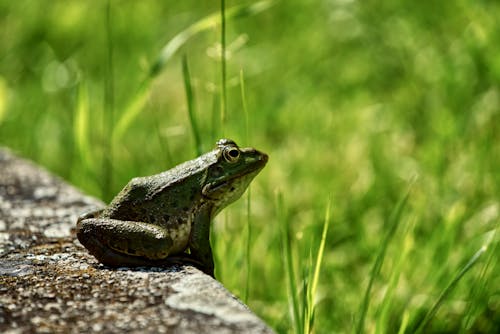 Free Close-up of a Frog  Stock Photo