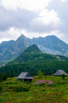 Explore the lush greenery and majestic Tatra mountains in Zakopane with rustic wooden huts.