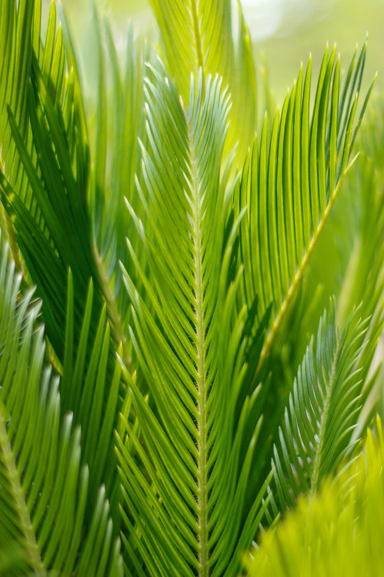 Green Leaves Of An Oliva Plant