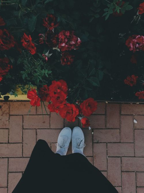 Free Aesthetic top view of vibrant red roses on a brick path with white sneakers. Stock Photo