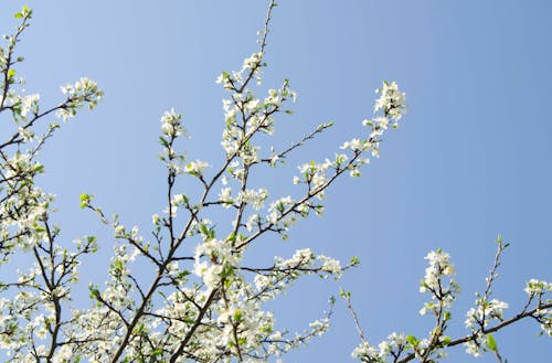 Darmowe zdjęcie z galerii z błękitne niebo, kwiaty, kwiaty wiśni