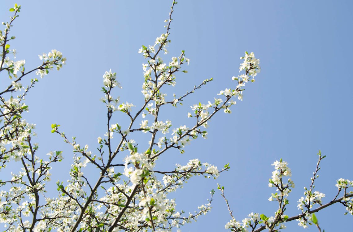 Δωρεάν στοκ φωτογραφιών με sakura, άνθη κερασιάς, ανθίζω