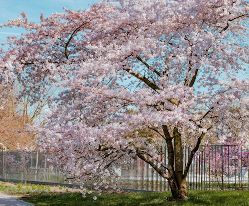 Fotos de stock gratuitas de Alemania, arboles, color rosa