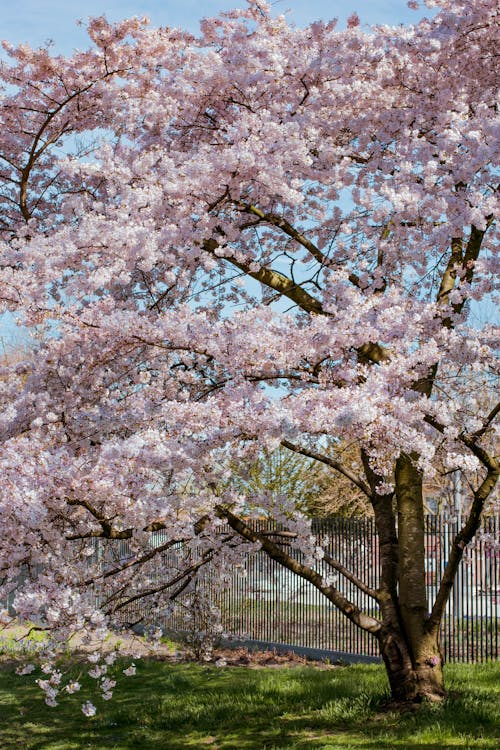 Gratis stockfoto met bloeiende rozen, bloemen, bomen